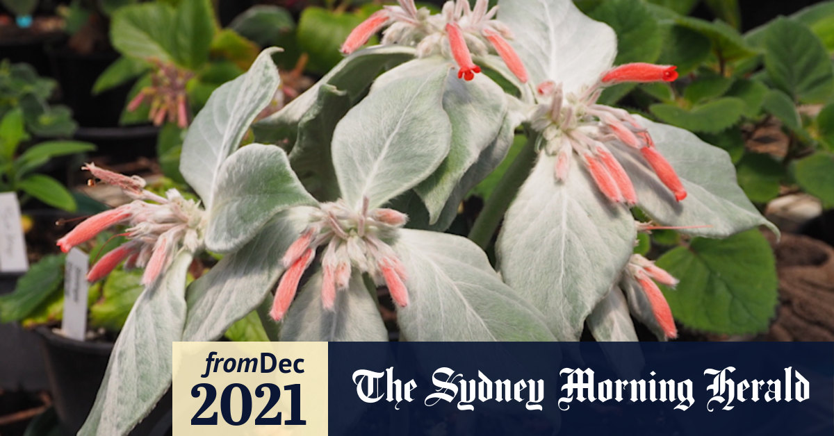 Rare plant sales Sydney